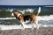 Dog beagle on the seashore