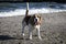 Dog beagle on the seashore