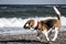 Dog beagle on the seashore