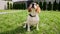 Dog Beagle sitting at grass in a green park and barks. Top view Dog training. Concept obedience, friendship. Mans best