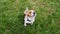 Dog Beagle sitting at grass in a green park and barks. Top view Dog training. Concept obedience, friendship. Mans best