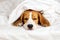 Dog Beagle sleeps on the bed under a blanket.