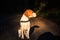 Dog beagle stands on path i forest portrait on left