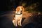 Dog beagle stands on path i forest portrait on left