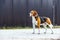 Dog beagle stands sideways