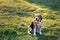 Dog beagle yawns sitting on the grass