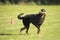 Dog, Beauceron, fetching dumbbell