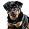 Dog Beautiful black-brown Rottweiler puppy lies