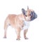 Dog, beautiful French Bulldog,