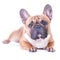 Dog, beautiful French Bulldog,