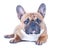 Dog, beautiful French bulldog, redhead, isolated perfect on white background.