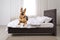 Dog on bed in room. Pet friendly hotel