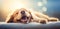 Dog on a bed is smiling, close-up and feeling happy, humorous shot