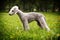 Dog Bedlington Terrier standing in show position in the summer