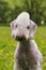 Dog Bedlington Terrier summer in the Park