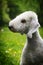 Dog Bedlington Terrier summer in the Park