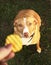 Dog begging for potato chips from master hand close up outdoor photo