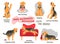 Dog Behavior Problems Icons Set