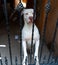 Dog behind bars White american pit bull