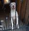 Dog behind bars White american pit bull