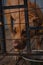 dog behind the fence, bars. Lonely Pitbull dog behind rusty steel fence.