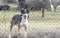 Dog behind fence in garden