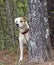 Dog behind pine tree, Lab Bulldog mixed breed dog with red collar, pet adoption photography