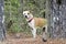 Dog behind pine tree, Lab Bulldog mixed breed dog with red collar, pet adoption photography