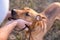 Dog being loved and petted by owner.