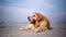 Dog being punished for bad behavior. Golden Retriever relaxing on summer beach