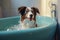 Dog being washed in bath tube full of foam.