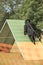 Dog, Belgian Shepherd Groenendael, running down agility a-frame