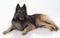 Dog, Belgian Shepherd Tervuren, lying eyes closed, isolated