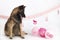 Dog, Belgian Shepherd Tervuren, sitting with pink baby girl balloons and garlands