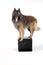 Dog, Belgian Shepherd Tervuren, standing on pouf, white background