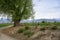 Dog and bench with a view of the field and mountains under an old elm tree in Kyrgyzstan