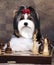 dog Biewer Yorkshire Terrier plays chess