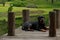 Dog and bird on the bridge