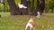 Dog and birds. Pet white and brown color playing with birds outdoor in nature park. Jack Terrier chasing birds. Jack