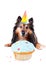 Dog birthday