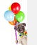 Dog in birthday hat holding balloons peeking from behind empty board. isolated on white background