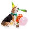 Dog birthday party animal