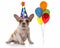 Dog With Birthday Party Hat and Balloons