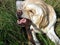 Dog biting wooden stick