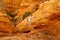 A Dog Among Bizarre Geological Formations Due To Erosion at Red Bluff in Black Rock, Melbourne, Victoria, Australia