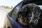 Dog with Black Curly Fur, Portuguese Water Dog, Car Open Window, Holidays