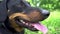 Dog black dachshund with a red collar sits in the grass in the summer