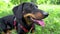 Dog black dachshund with a red collar sits in the grass in the summer
