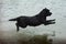 Dog, black labrador jumps into the water