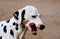 dog with black spots licks his face
